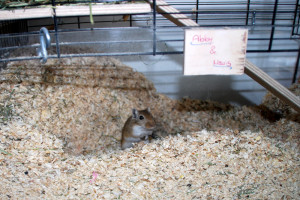 Haustier, Foto: Andrea Gehwolf