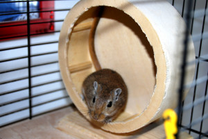 Haustier, Foto: Andrea Gehwolf